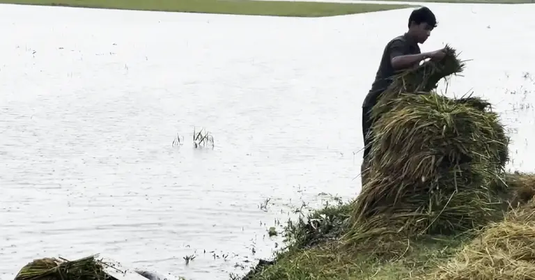 কিশোরগঞ্জে বৃষ্টির পানিতে তলিয়ে যাচ্ছে বোরো ফসল